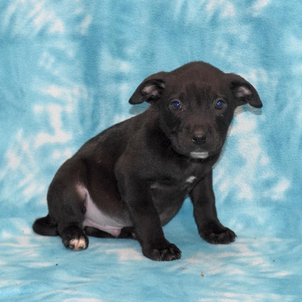 Espresso, a Adoptable Labrador Retriever in Eureka, CA image 1/3