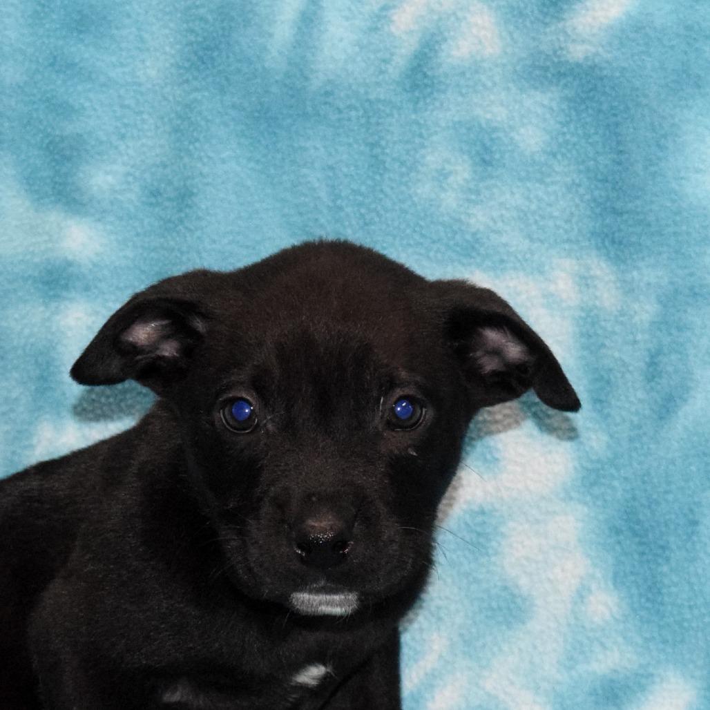 Espresso, a Adoptable Labrador Retriever in Eureka, CA image 2/3