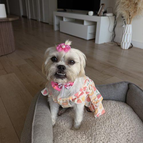 Enlarge Willow, a Adoptable mixed breed in Plantation, FL image 1/5