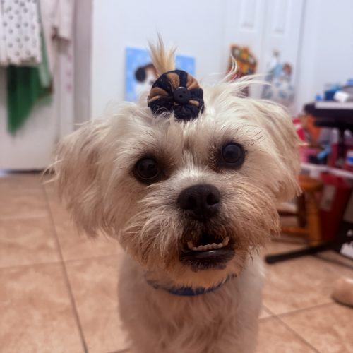 Enlarge Willow, a Adoptable mixed breed in Plantation, FL image 2/5