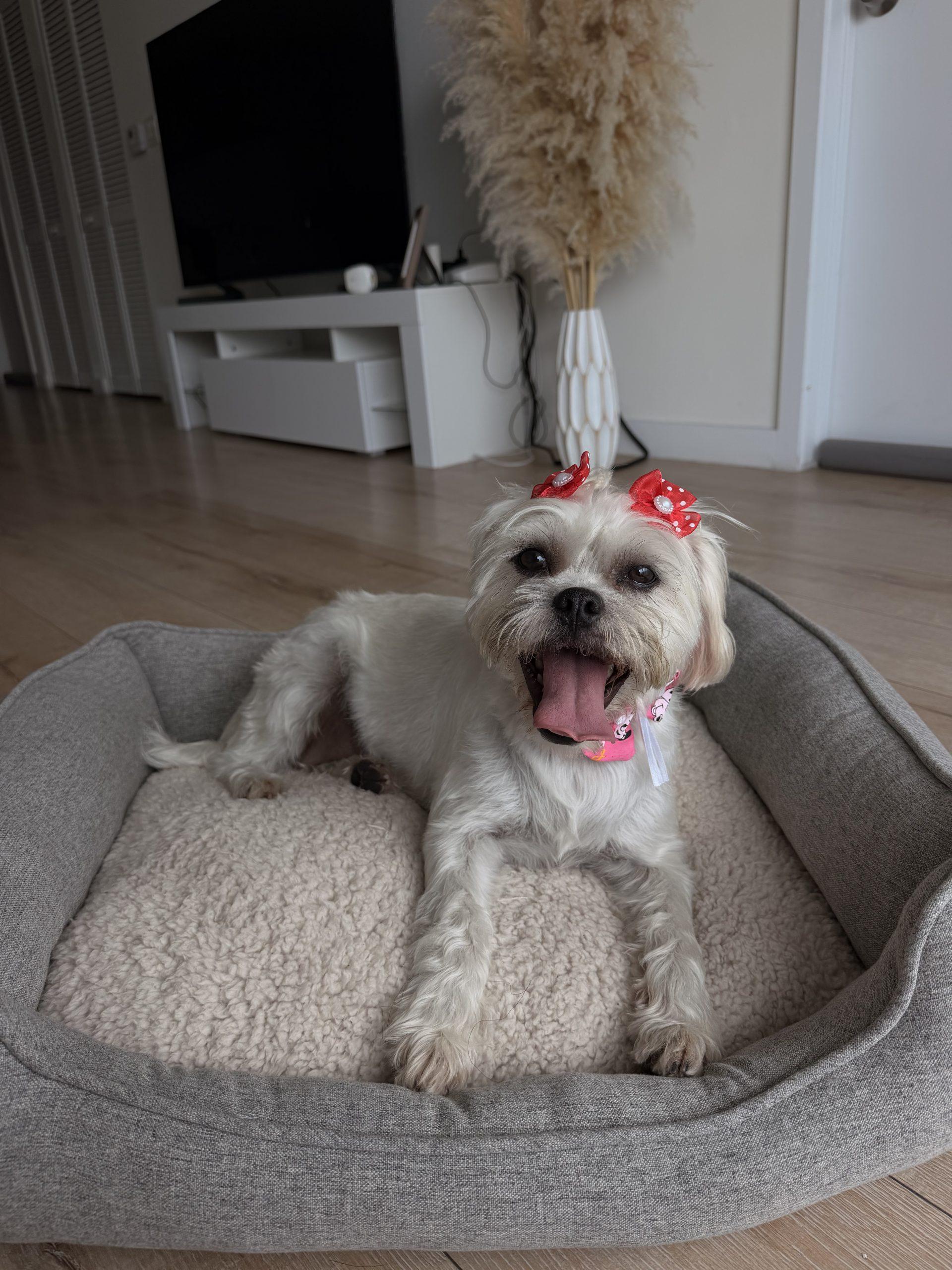 Enlarge Willow, a Adoptable mixed breed in Plantation, FL image 3/5