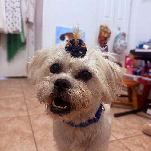 Enlarge Willow, a Adoptable mixed breed in Plantation, FL image 5/5