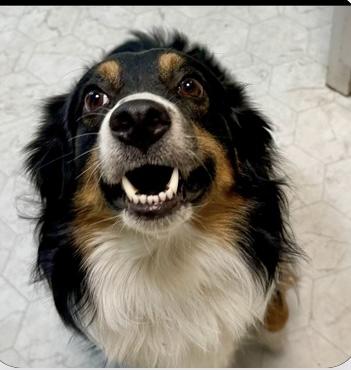 Bohdi, a Adoptable Australian Shepherd in Overland Park, KS image 2/5