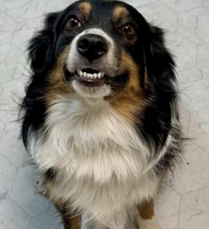 Bohdi, a Adoptable Australian Shepherd in Overland Park, KS image 5/5