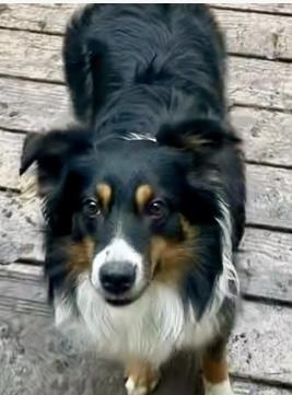 Bohdi, a Adoptable Australian Shepherd in Overland Park, KS image 3/5