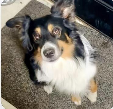 Bohdi, a Adoptable Australian Shepherd in Overland Park, KS image 1/5