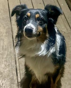 Bohdi, a Adoptable Australian Shepherd in Overland Park, KS image 4/5