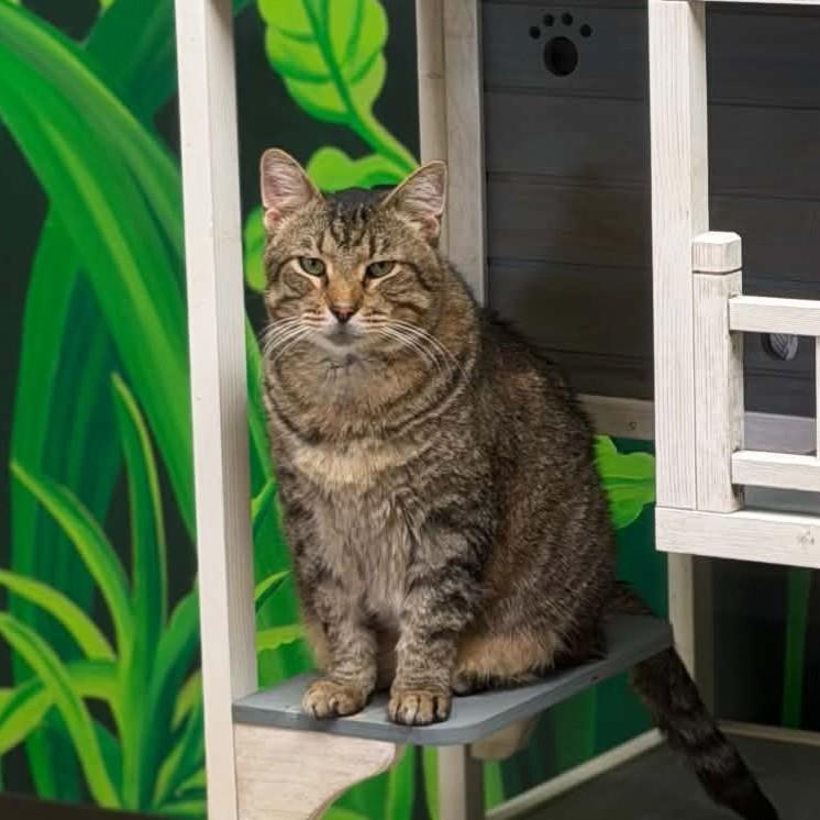 Enlarge Hero, an adopted mixed breed in Searcy, AR image 2/4