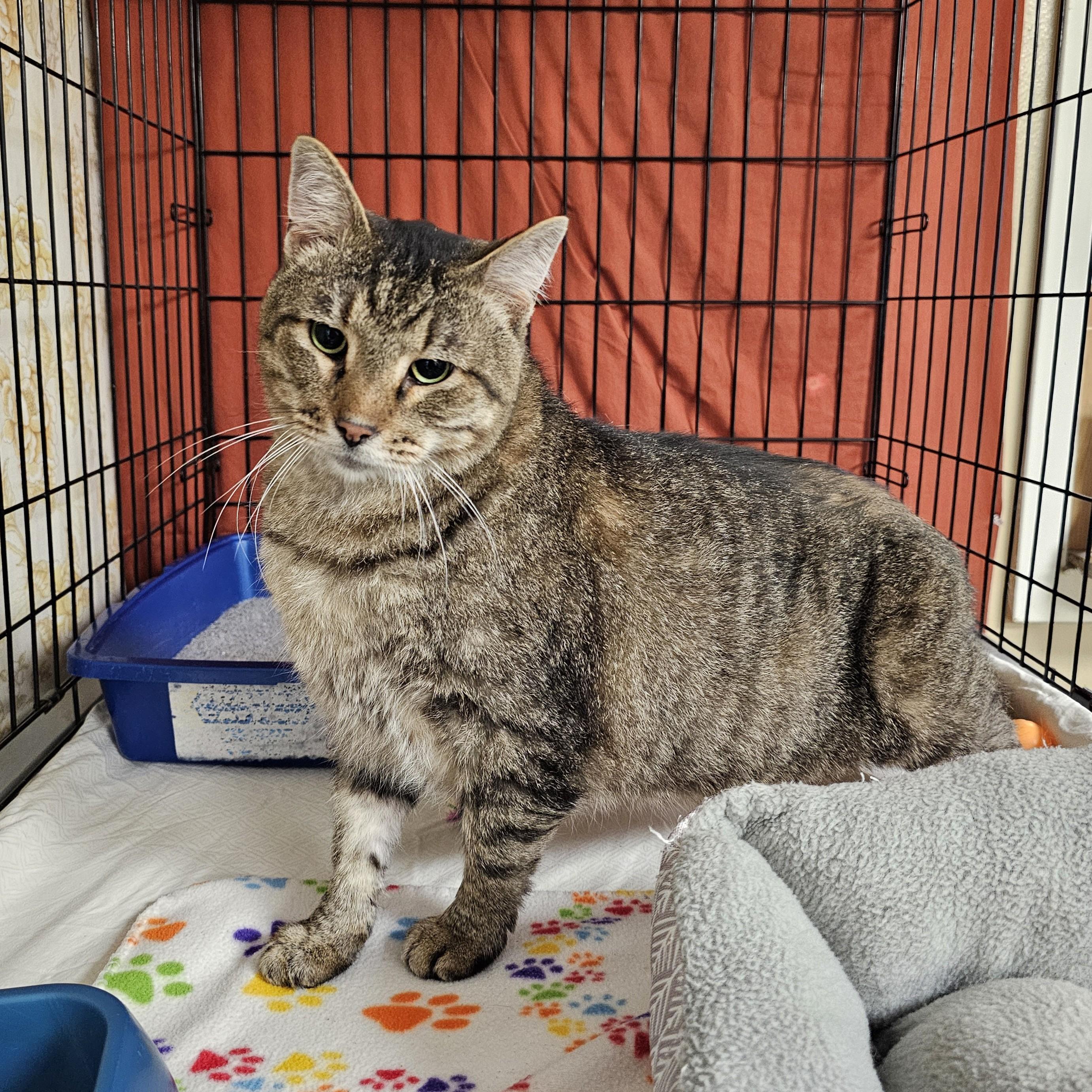 Enlarge Hero, an adopted mixed breed in Searcy, AR image 3/4