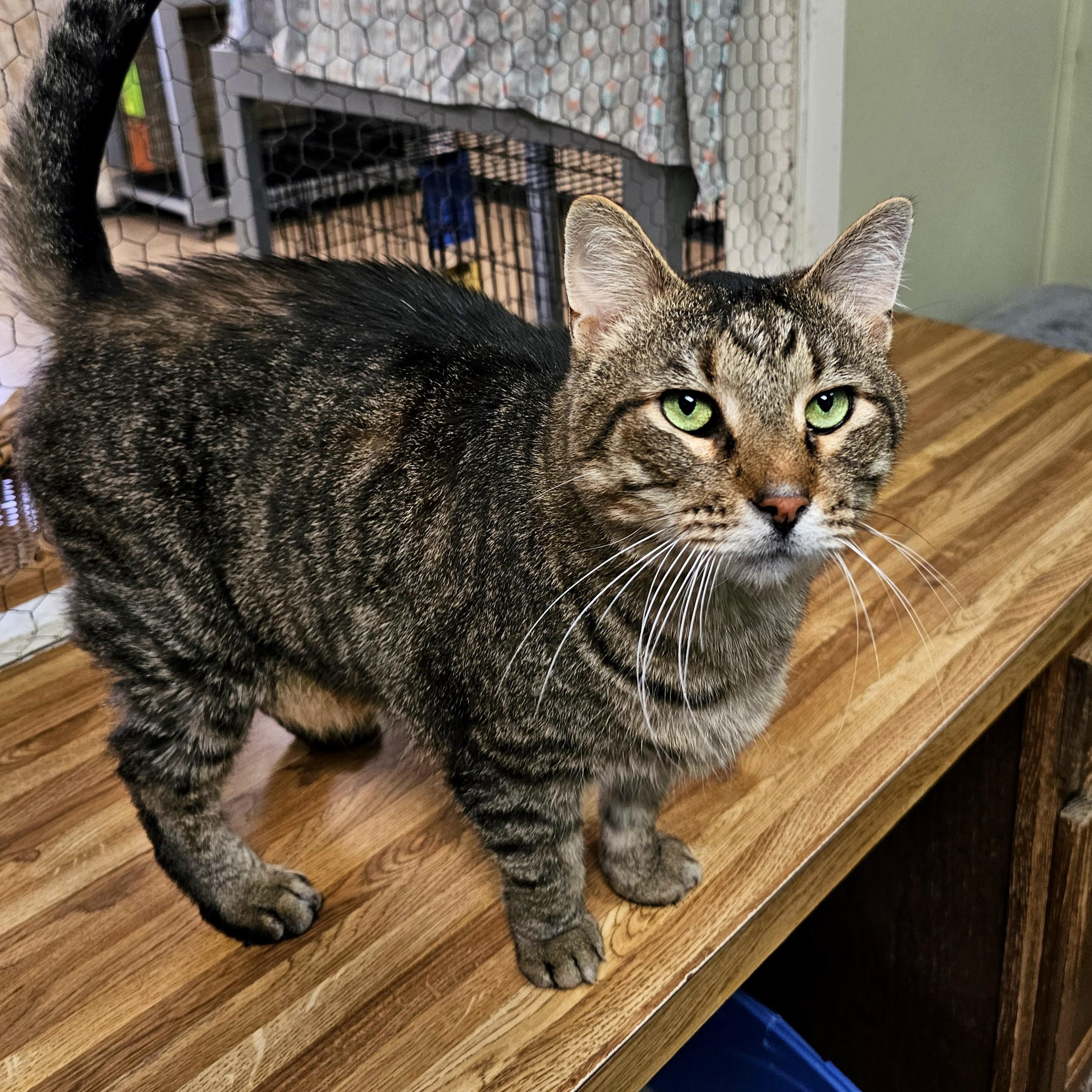 Hero, adopted, Senior Male Domestic Short Hair & Tabby.