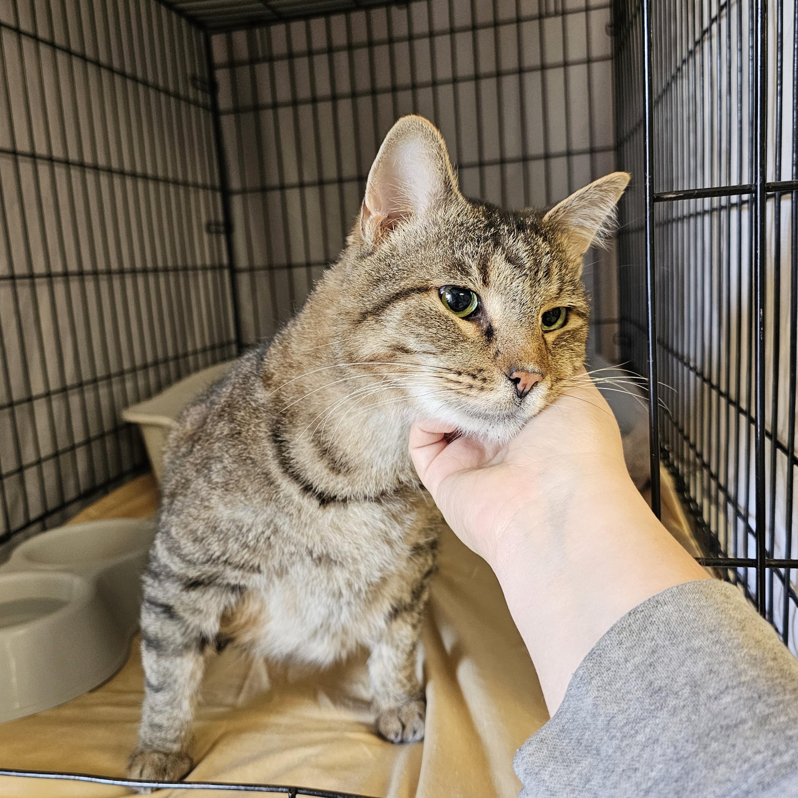 Enlarge Hero, an adopted mixed breed in Searcy, AR image 4/4