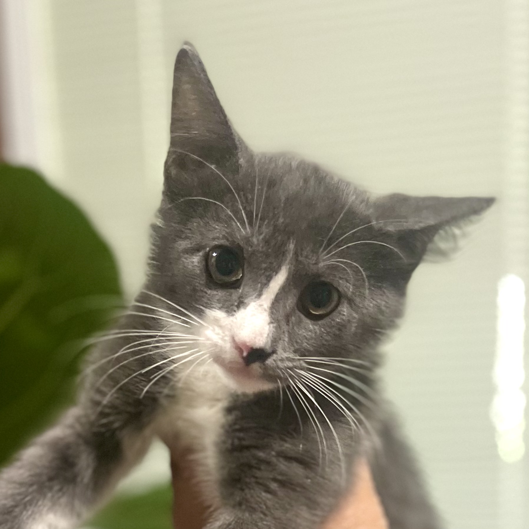 BAXTER, Adopted, Kitten Male Domestic Short Hair.