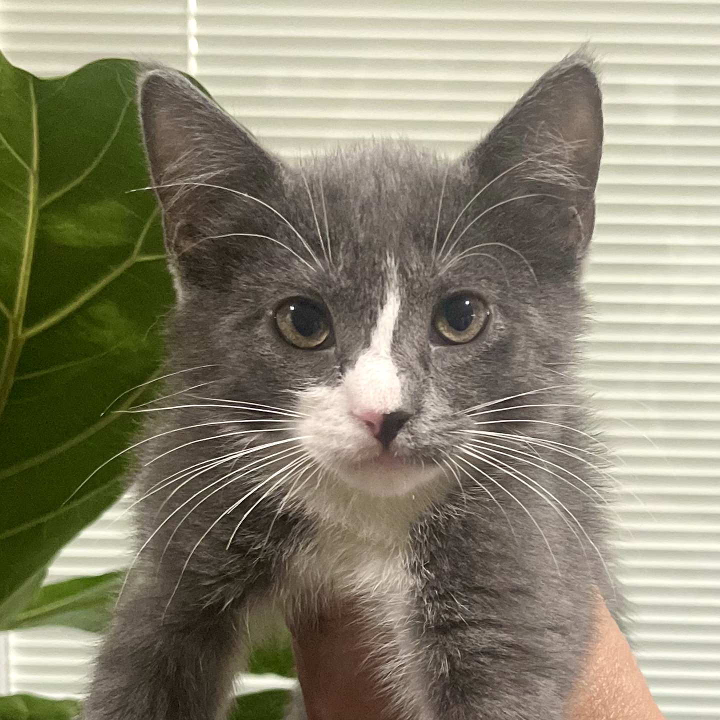 BAXTER, a Adopted Domestic Short Hair in Ontario, CA image 2/3