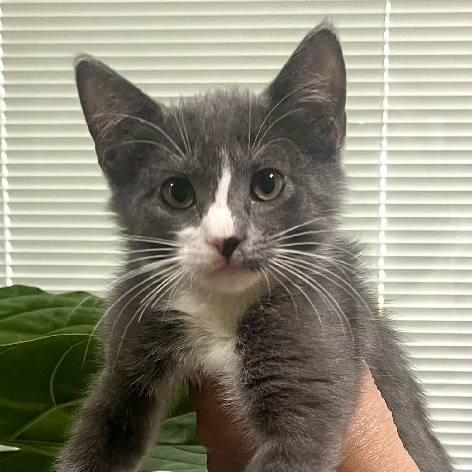 BAXTER, a Adopted Domestic Short Hair in Ontario, CA image 3/3