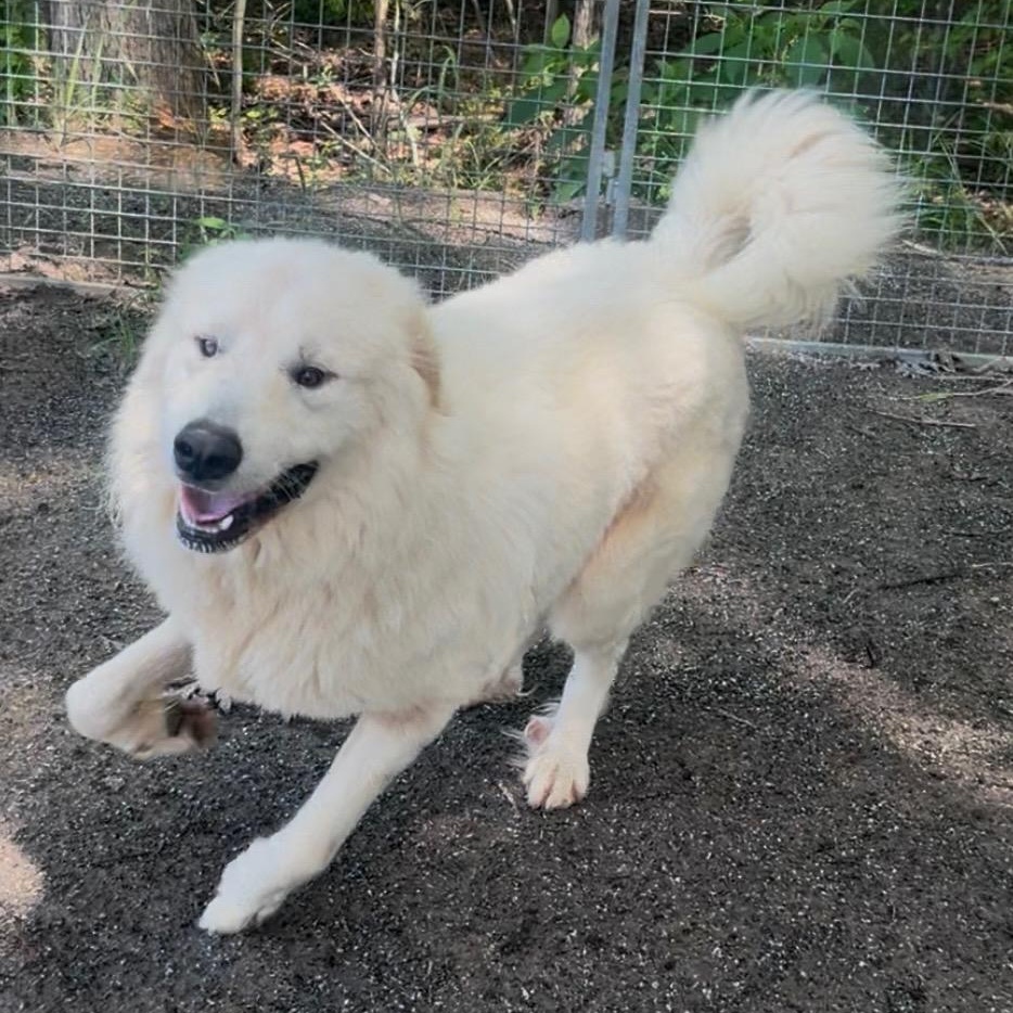 Bear, ADOPTABLE, Young Male Great Pyrenees.