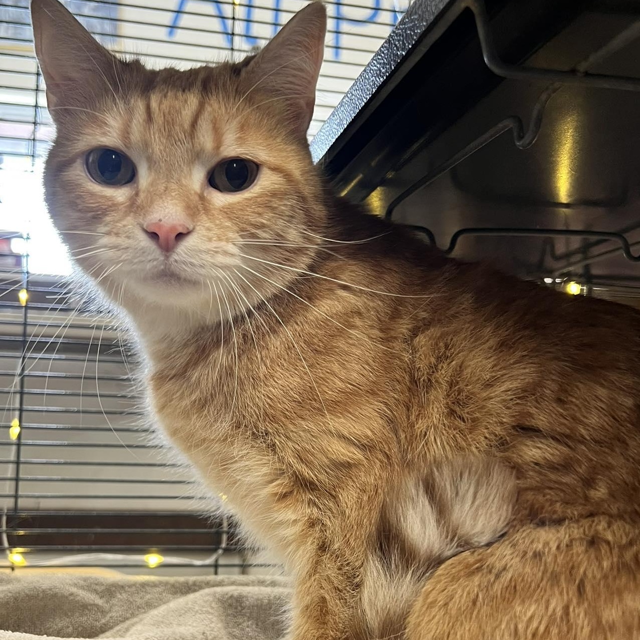 Rolls, adoptable, Adult Male Domestic Short Hair.