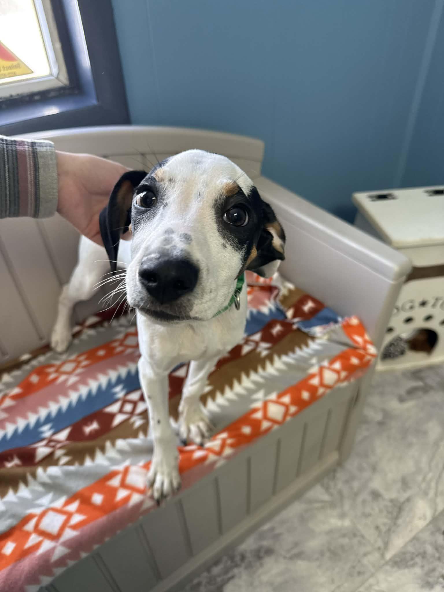 Fresh Prince, ADOPTABLE, Young Male Hound.