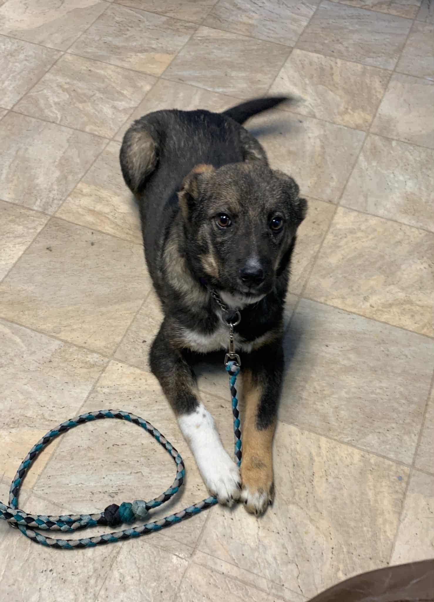 Painter, ADOPTABLE, Puppy Male Husky.