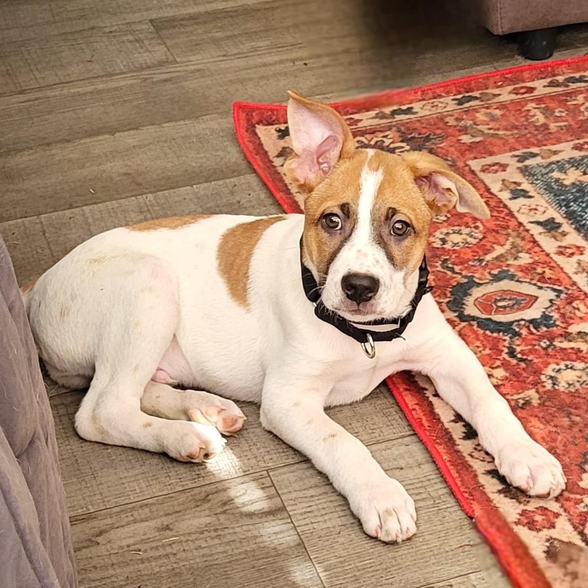 Dozer, a ADOPTABLE mixed breed in Southport, CT image 3/6