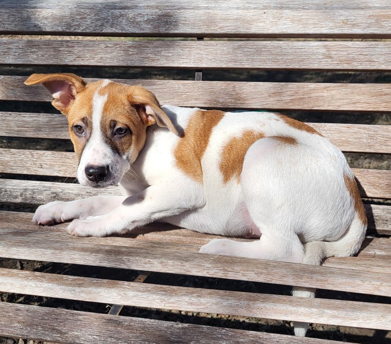 Dozer, a ADOPTABLE mixed breed in Southport, CT image 5/6