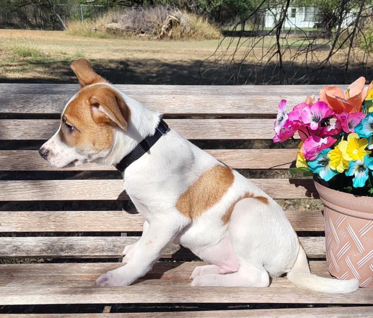 Dozer, a ADOPTABLE mixed breed in Southport, CT image 6/6