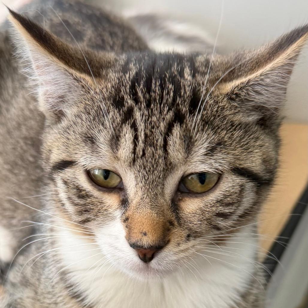 Enlarge Tabitha (Greenlawn kitten 4), a Adoptable Domestic Short Hair in Westport, CT image 1/6