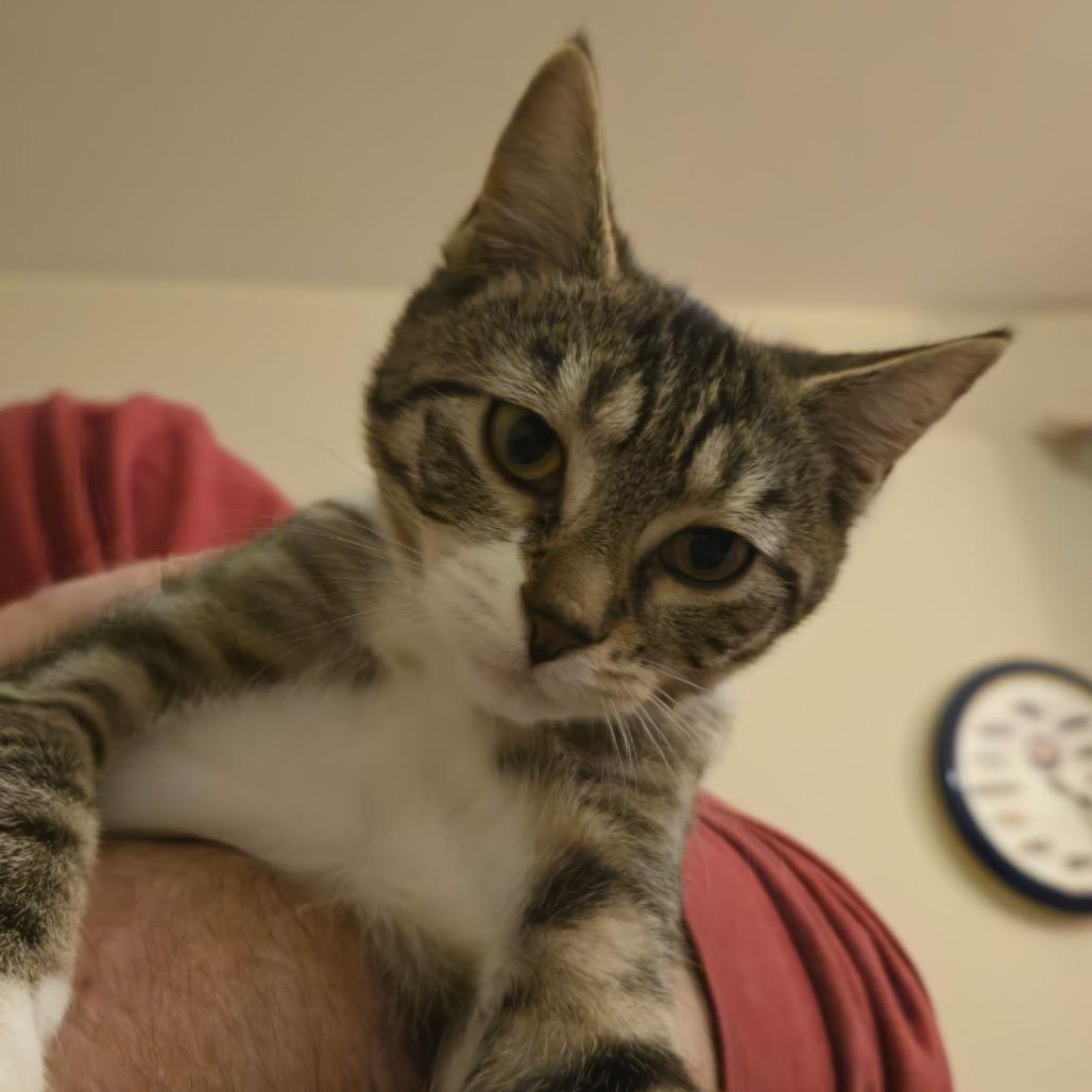 Enlarge Tabitha (Greenlawn kitten 4), a Adoptable Domestic Short Hair in Westport, CT image 2/6