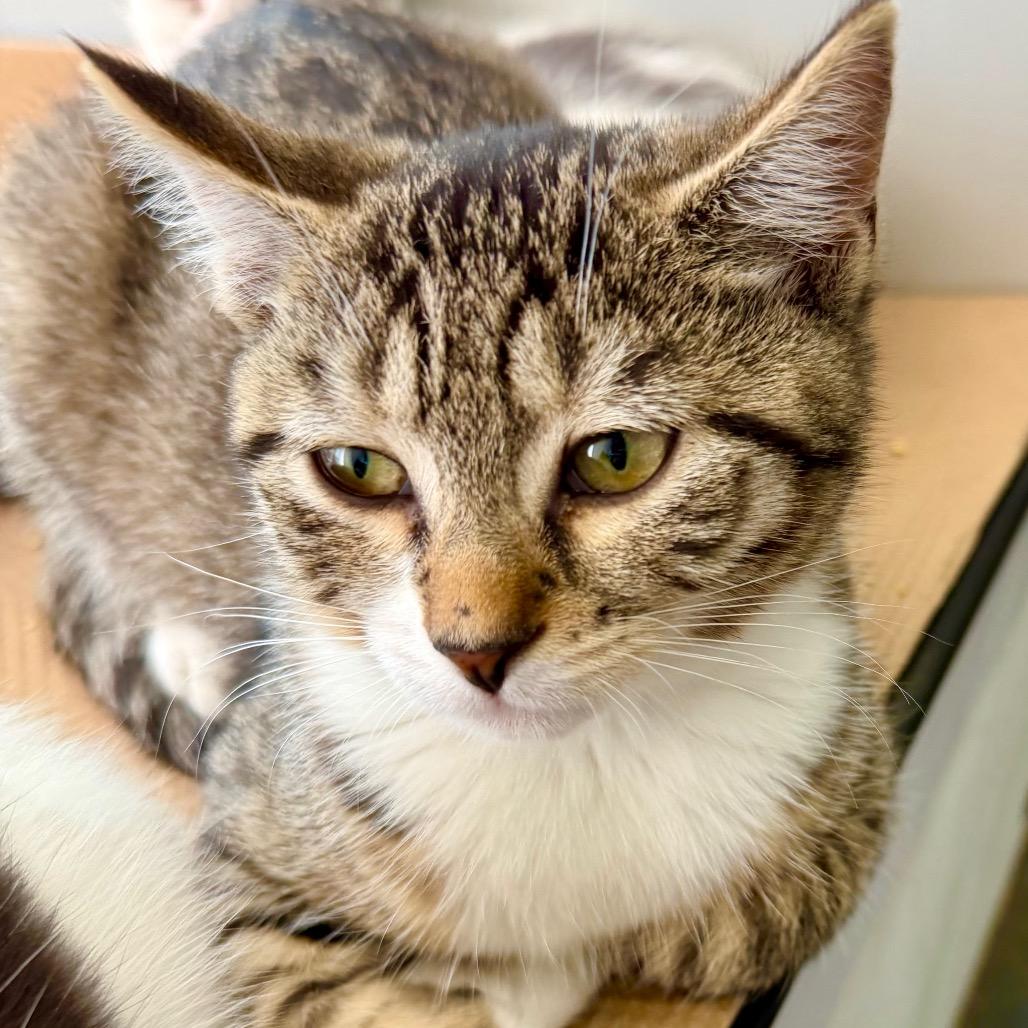 Enlarge Tabitha (Greenlawn kitten 4), a Adoptable Domestic Short Hair in Westport, CT image 3/6