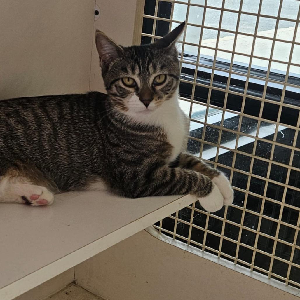Enlarge Tabitha (Greenlawn kitten 4), a Adoptable Domestic Short Hair in Westport, CT image 4/6