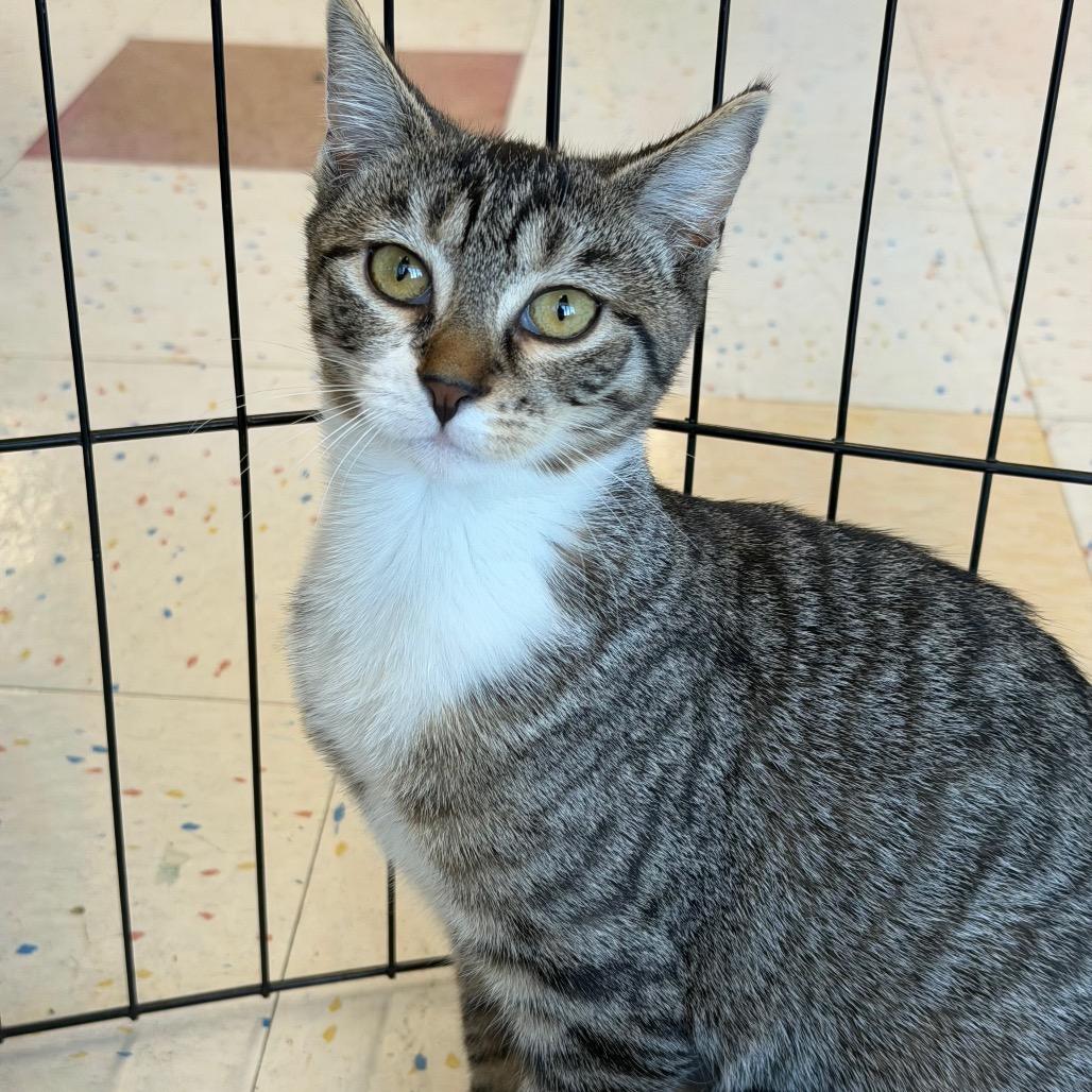 Enlarge Tabitha (Greenlawn kitten 4), a Adoptable Domestic Short Hair in Westport, CT image 5/6