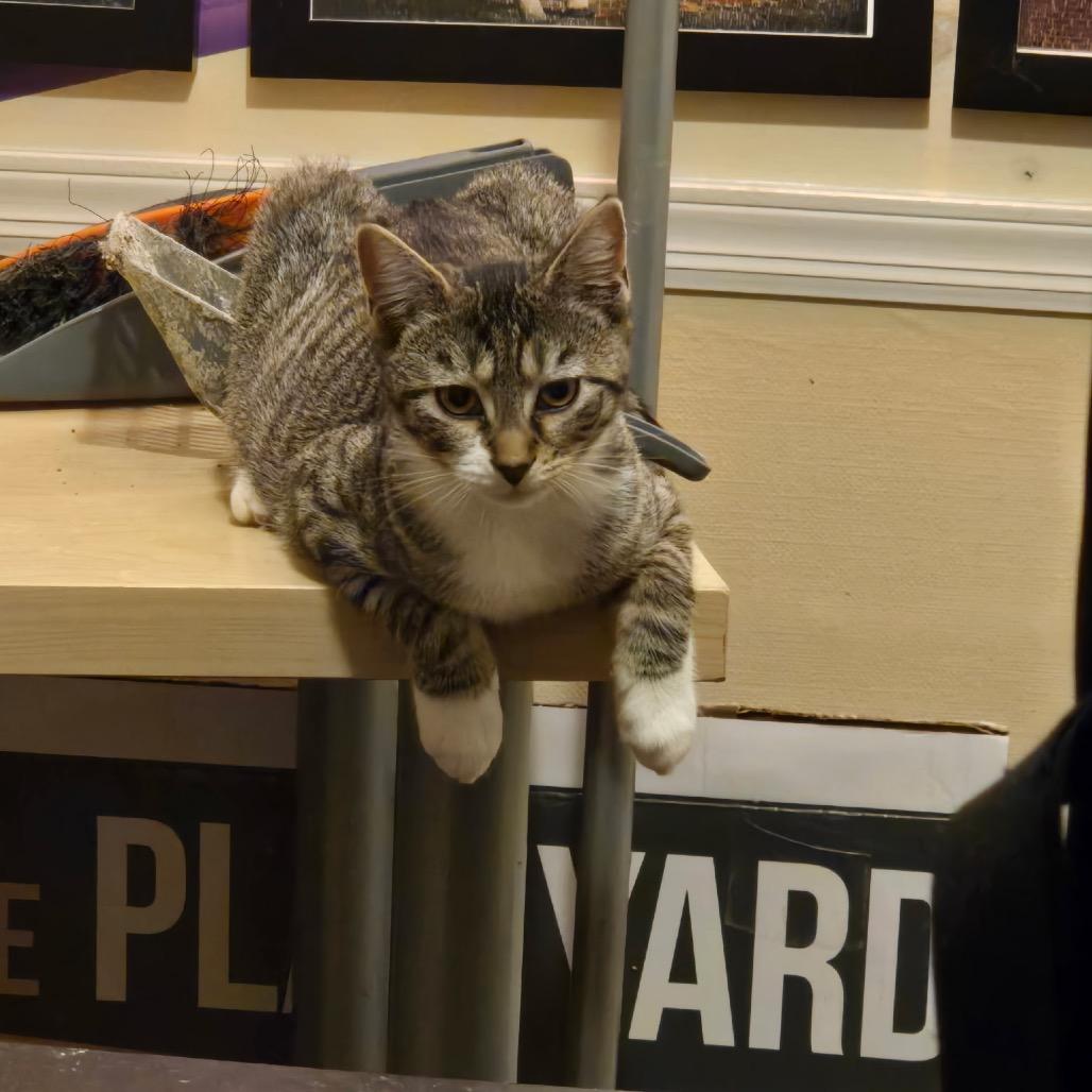 Enlarge Tabitha (Greenlawn kitten 4), a Adoptable Domestic Short Hair in Westport, CT image 6/6