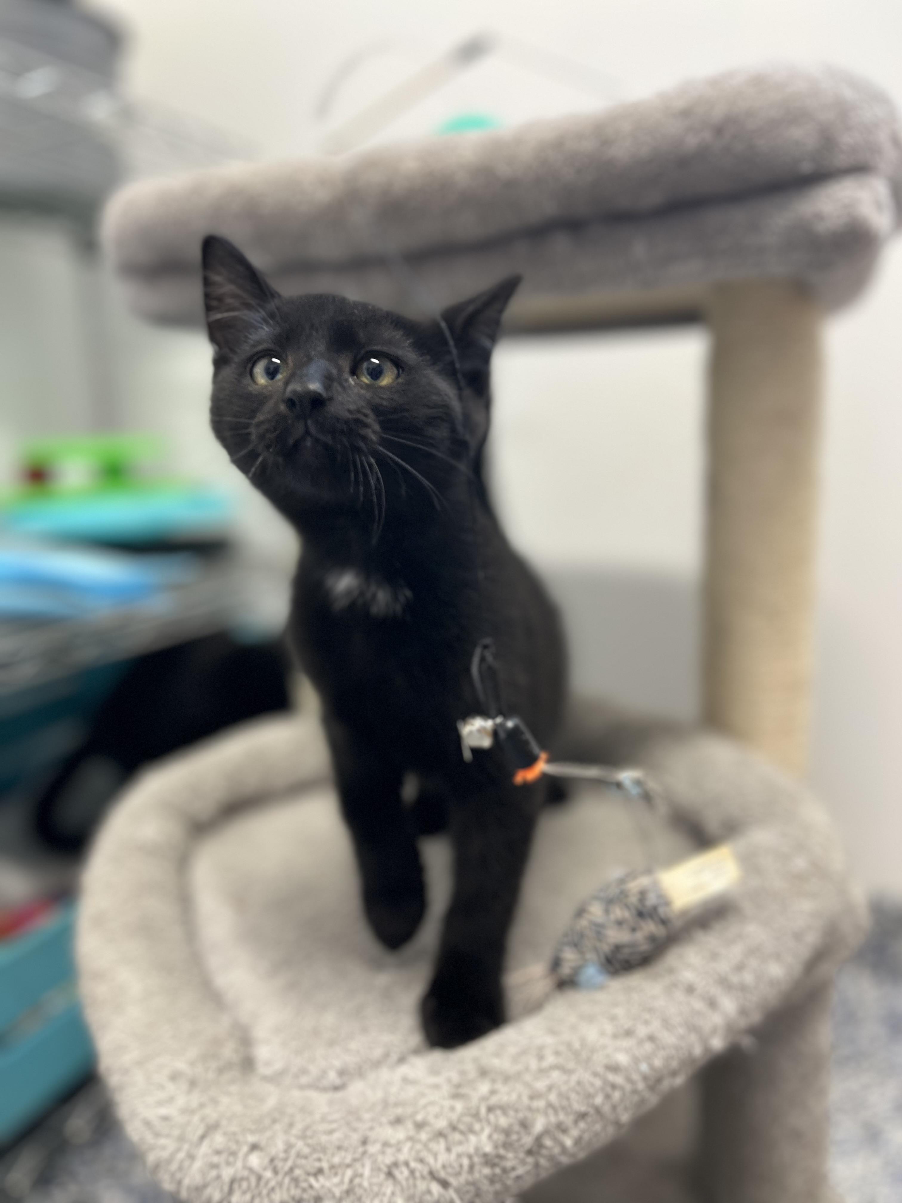 Enlarge James - 4333, an adoptable Domestic Short Hair in St Stephen, NB image 2/2