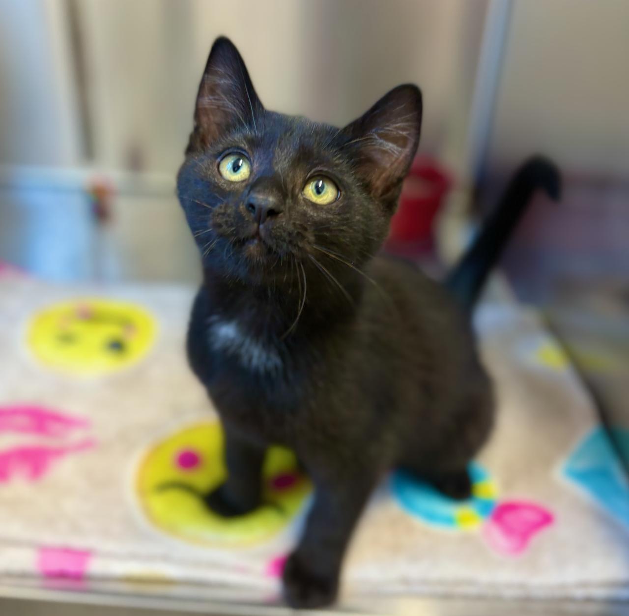 Enlarge James - 4333, an adoptable Domestic Short Hair in St Stephen, NB image 1/2
