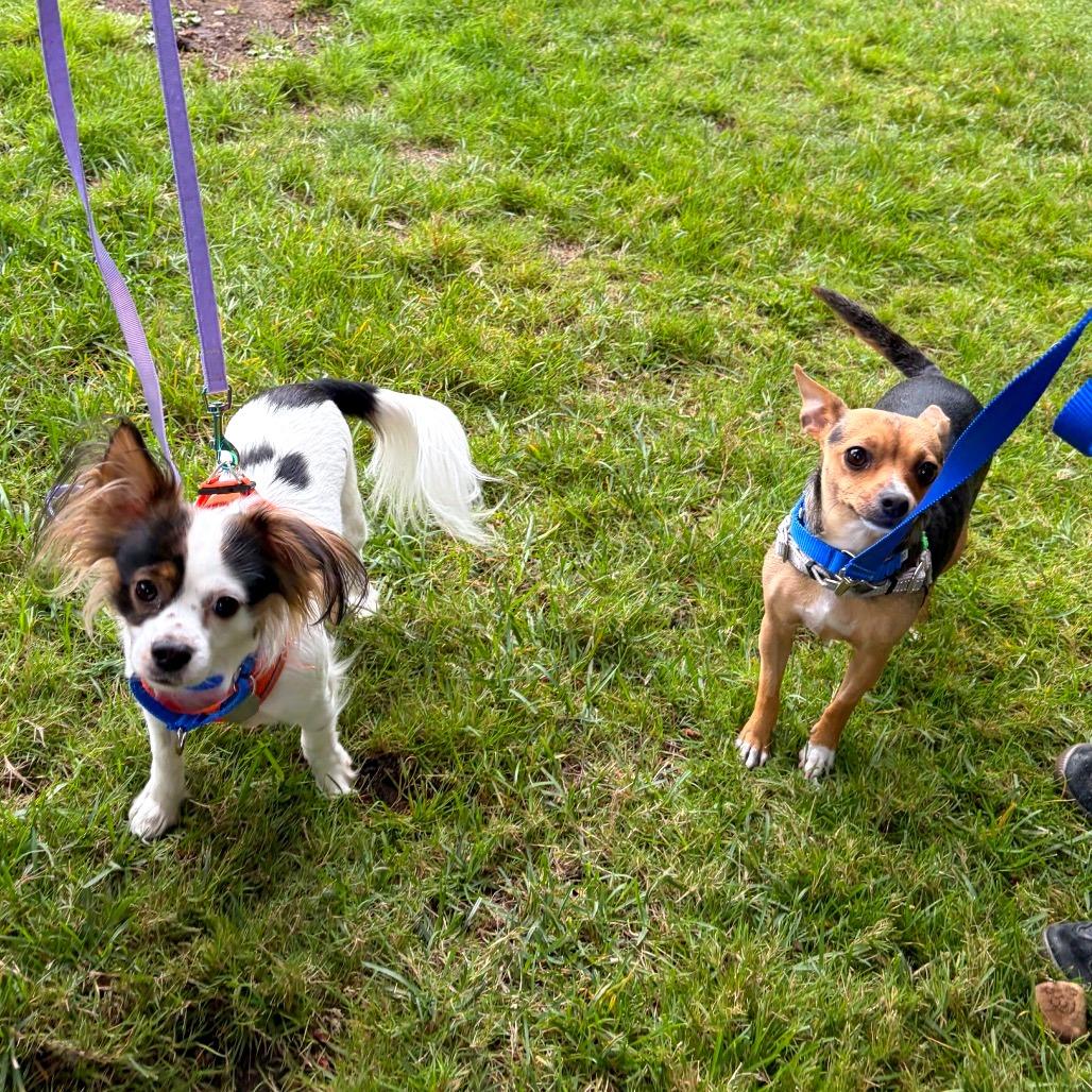 Shaggy, Adoptable, Adult Male Papillon & Chihuahua.