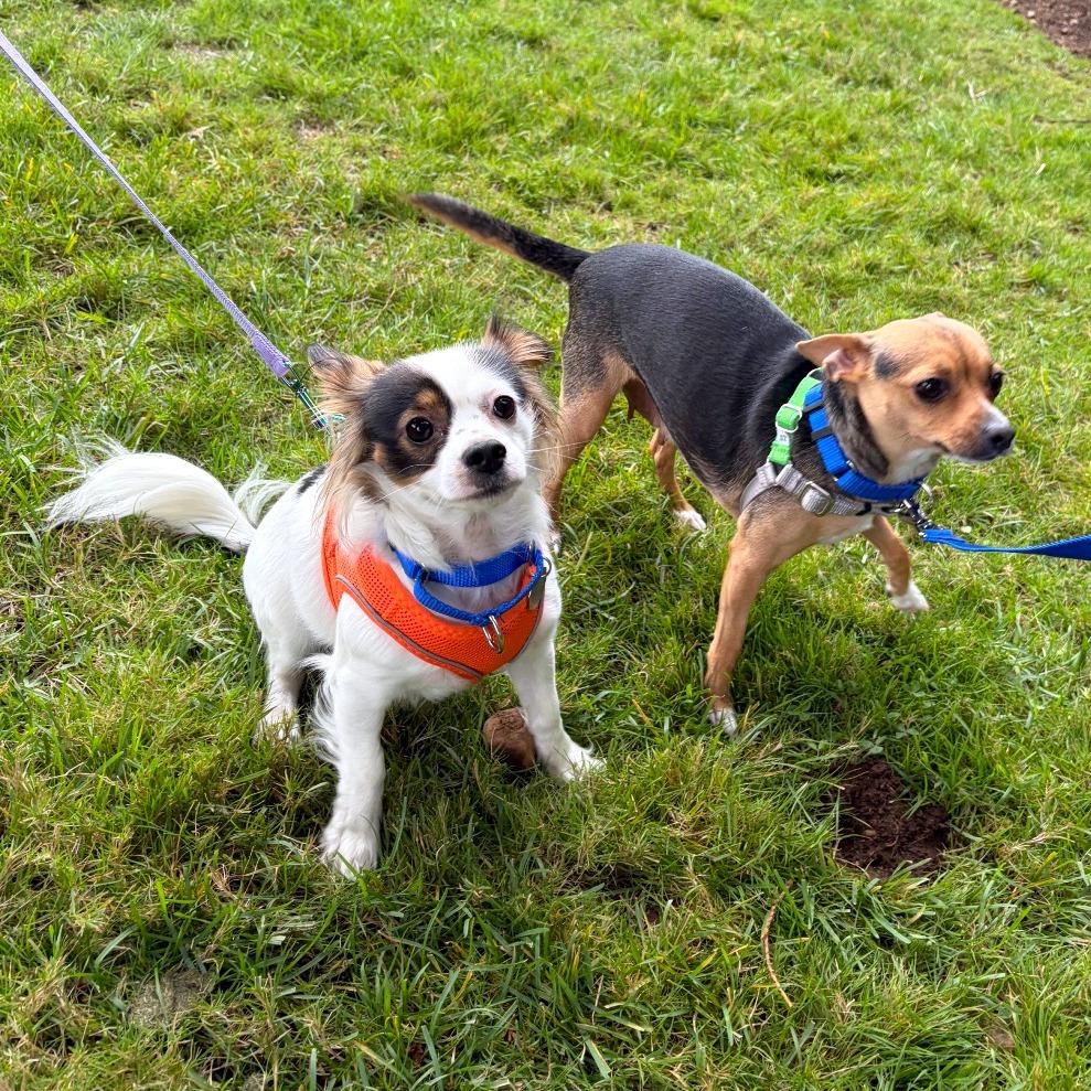 Enlarge Shaggy, a Adoptable mixed breed in Woodinville, WA image 2/6