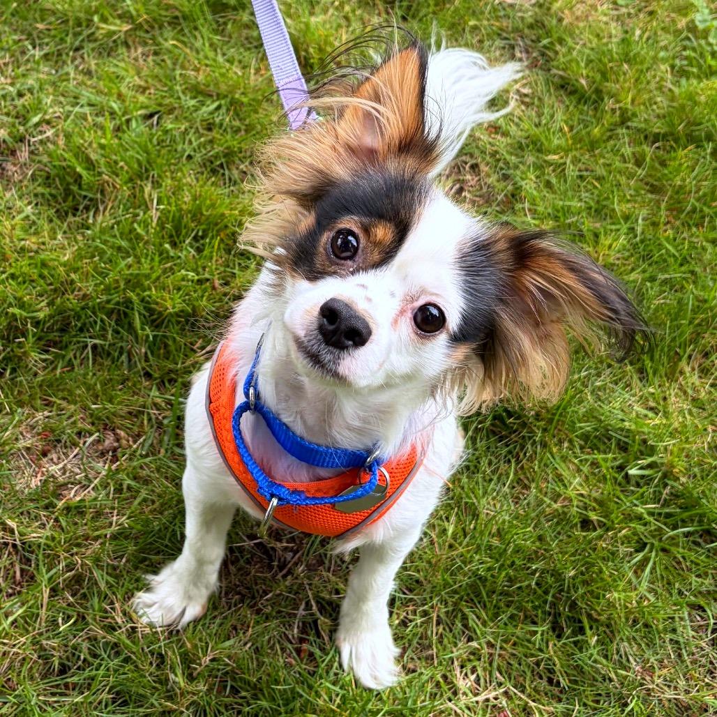 Enlarge Shaggy, a Adoptable mixed breed in Woodinville, WA image 4/6