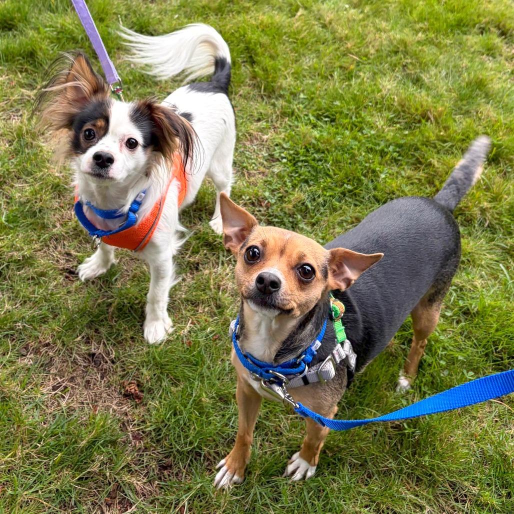 Enlarge Shaggy, a Adoptable mixed breed in Woodinville, WA image 5/6
