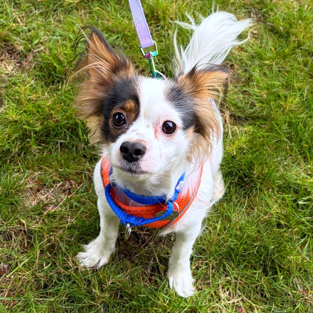 Enlarge Shaggy, a Adoptable mixed breed in Woodinville, WA image 6/6