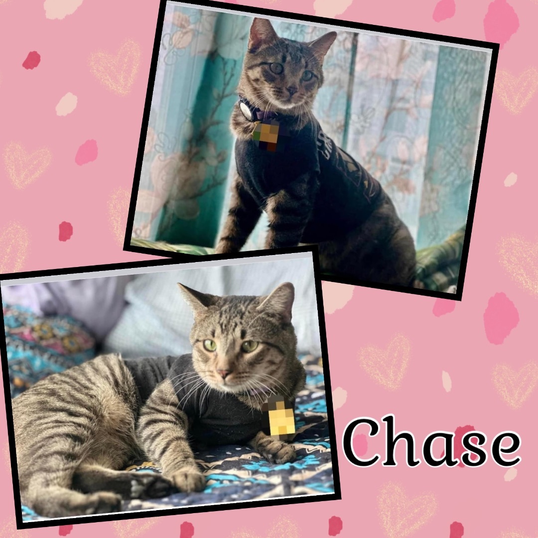 Chase