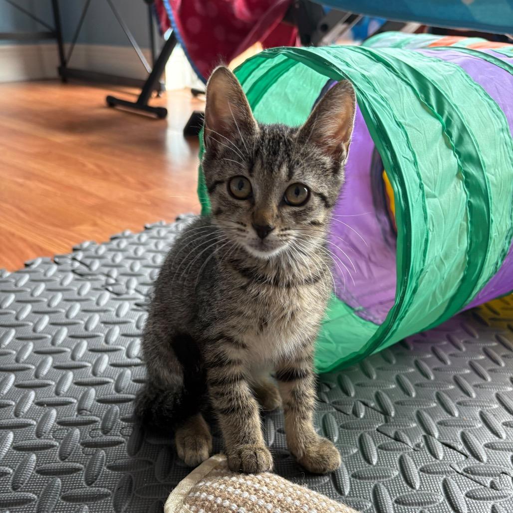 Queen, a Adoptable Domestic Short Hair in Lauderhill, FL image 1/6