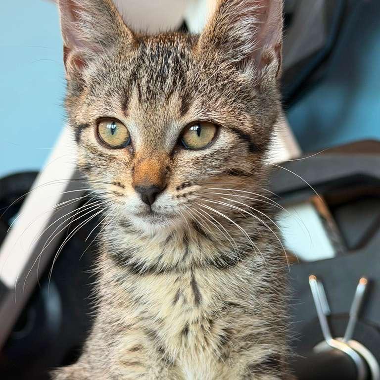 Queen, a Adoptable Domestic Short Hair in Lauderhill, FL image 2/6