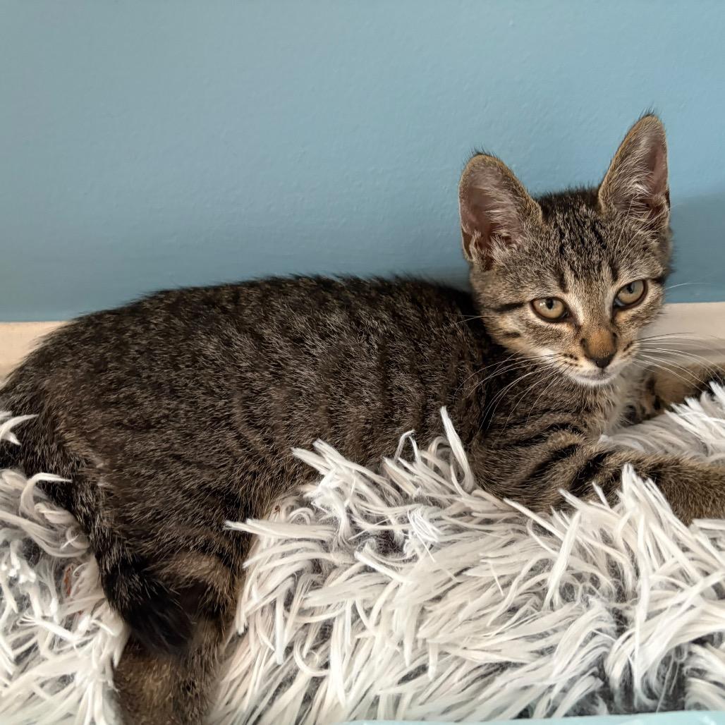Queen, a Adoptable Domestic Short Hair in Lauderhill, FL image 3/6