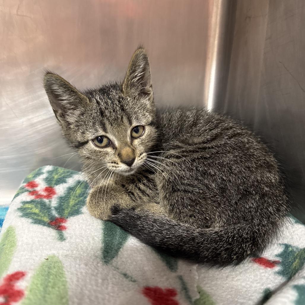 Queen, a Adoptable Domestic Short Hair in Lauderhill, FL image 5/6