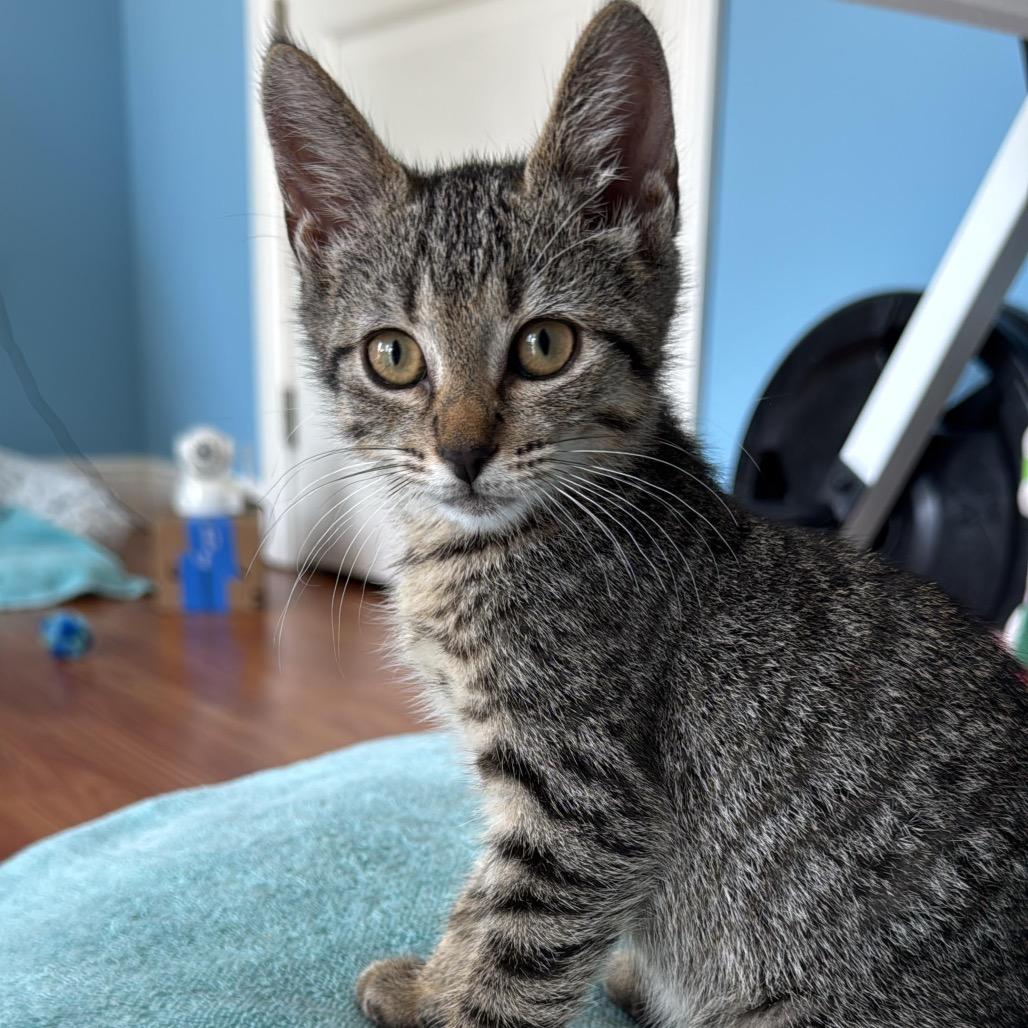 Queen, a Adoptable Domestic Short Hair in Lauderhill, FL image 6/6
