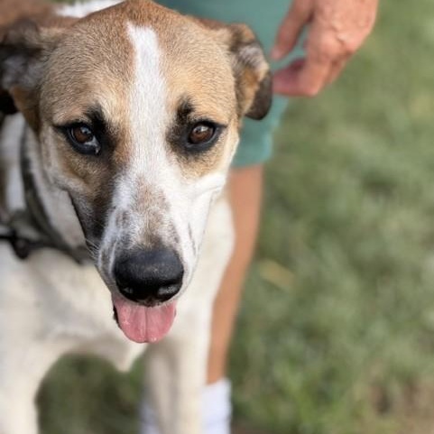 Enlarge Maximus (Just call me Max), a Adoptable mixed breed in Rochester, NY image 6/6