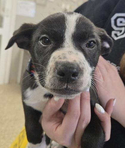 Enlarge Hanny, a Adoptable mixed breed in East Brookfield, MA image 1/1