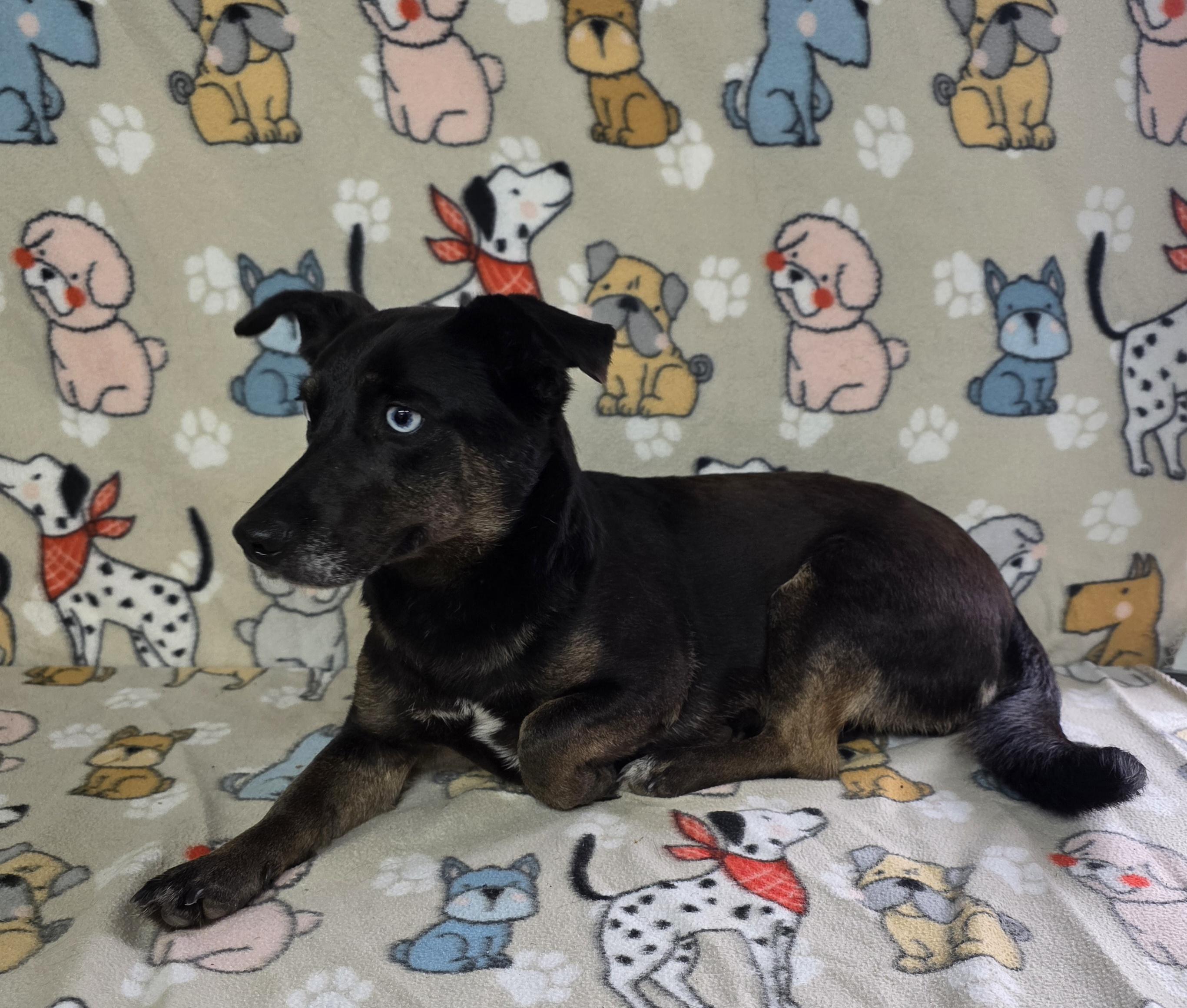 Enlarge Elsa, an adoptable mixed breed in Dallas, GA image 4/6