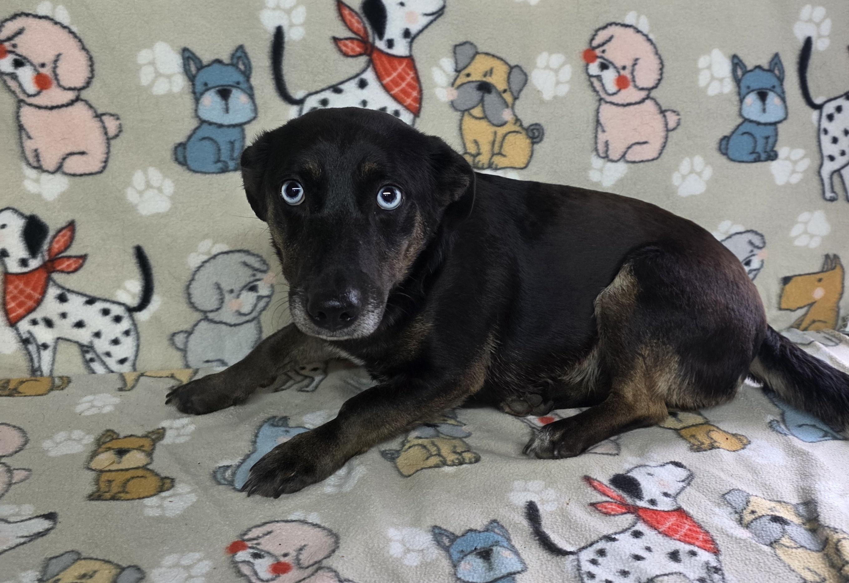 Enlarge Elsa, an adoptable mixed breed in Dallas, GA image 2/6