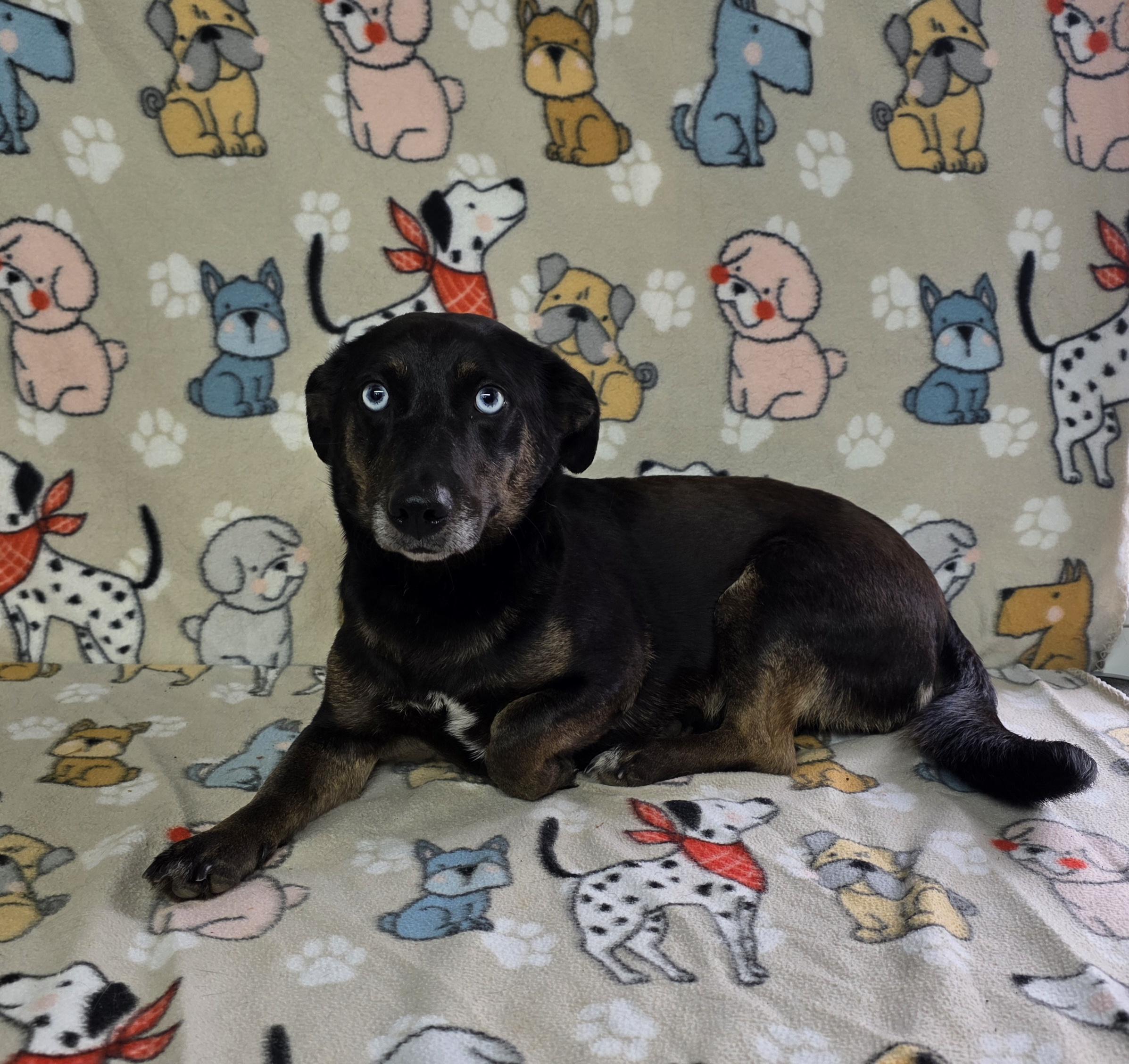 Enlarge Elsa, an adoptable mixed breed in Dallas, GA image 5/6