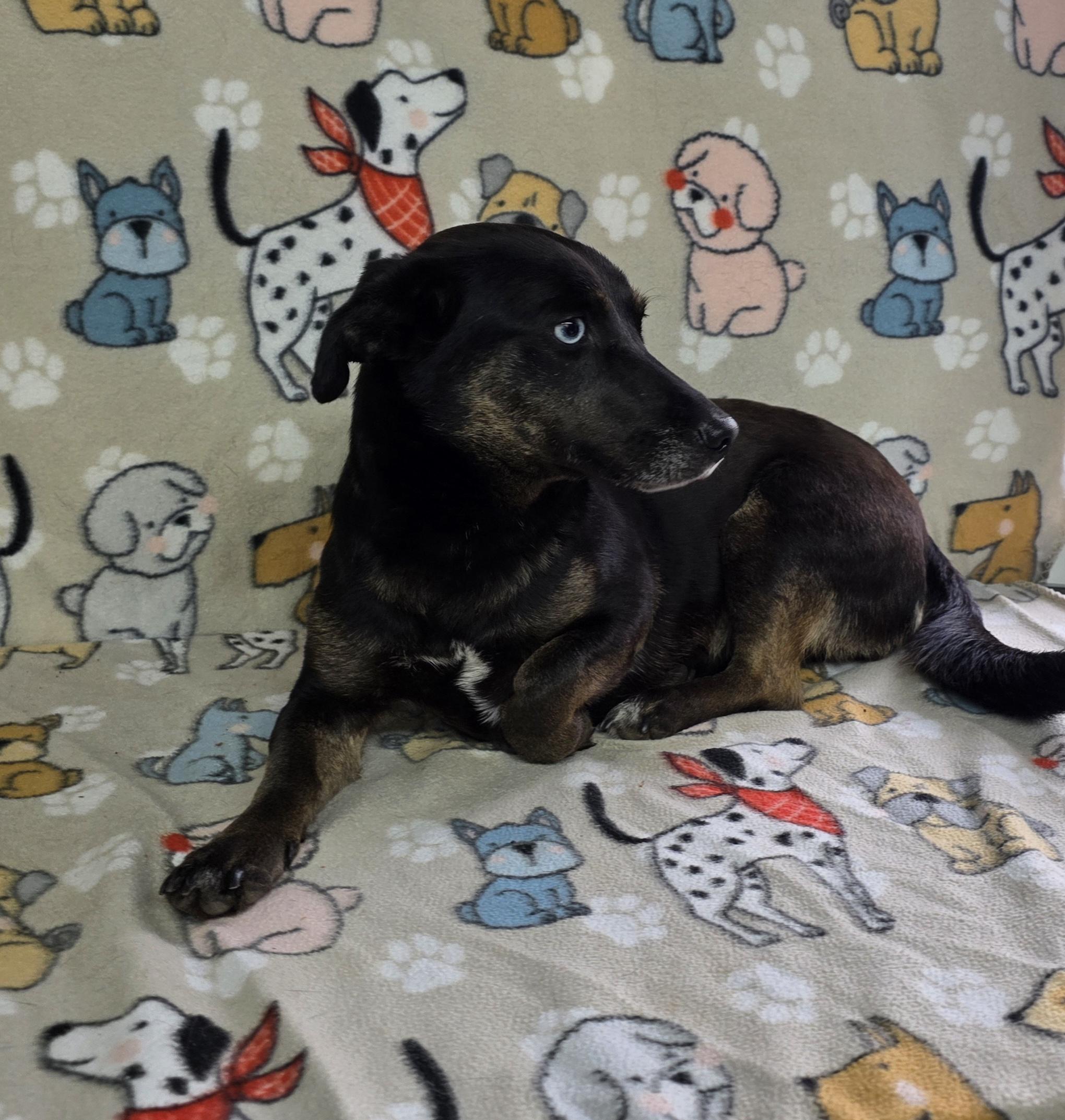 Enlarge Elsa, an adoptable mixed breed in Dallas, GA image 6/6